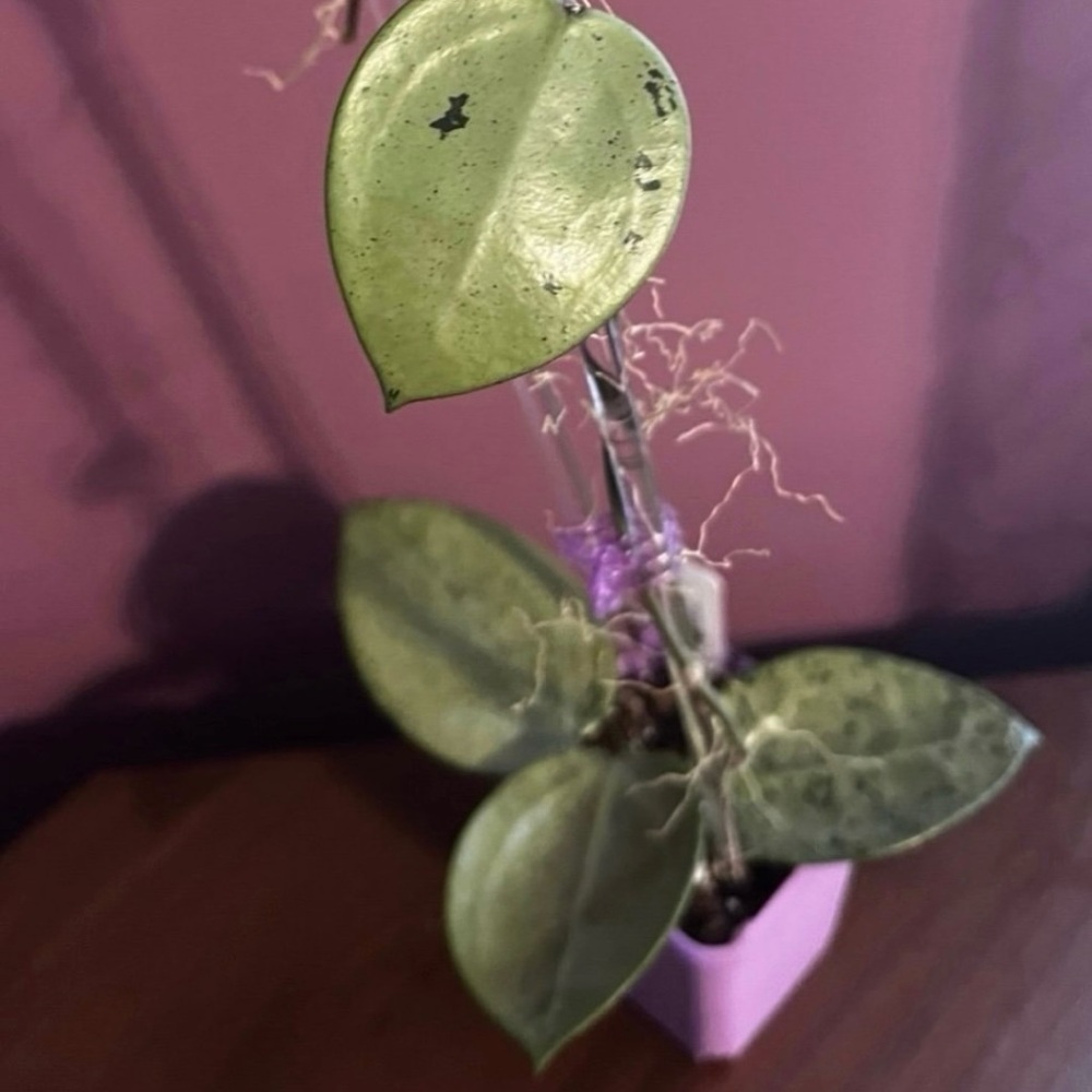 Hoya Verticillata Silver Heart